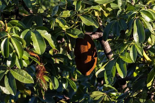 stock image Monguba fruit (Pachira aquatica), popularly known as munguba or wild cacaoon tree in Brazil