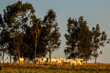 Nellore Zebu inekleri, öğleden sonra Brezilya 'da bir sığır çiftliğinin otlaklarında kuyrukta yürürler.