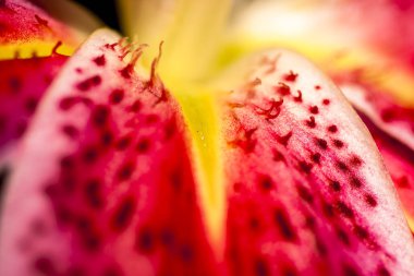 Macro pink big lily flower with soft focus. Abstract close up petal blur background. clipart