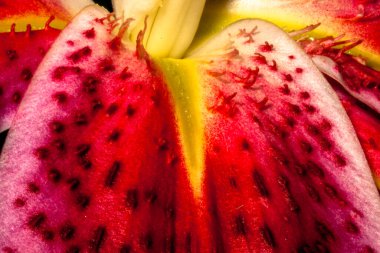 Yumuşak odaklı Macro pembe büyük zambak çiçeği. Yaprak bulanıklığı arkaplanını kapat.