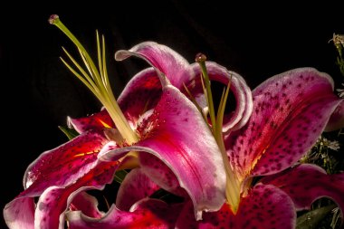 Yumuşak odaklı Macro pembe büyük zambak çiçeği. Yaprak bulanıklığı arkaplanını kapat.