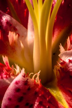 Yumuşak odaklı Macro pembe büyük zambak çiçeği. Yaprak bulanıklığı arkaplanını kapat.