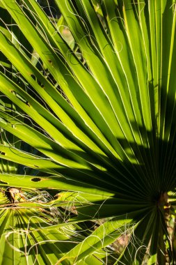 Carnauba, Kopernik pruniferası ya da Brezilya 'daki fan şekilli palmiye yaprağının detayları