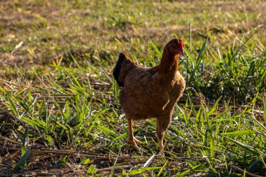 Tavuklar, Brezilya 'nın kırsal kesimindeki bir aile çiftliğinin bahçesinde özgürce yetiştiriliyor. Bu kümes hayvanları yetiştirme tekniği kafessiz tavuk olarak bilinir ve yumurtaları satarken değer katar..