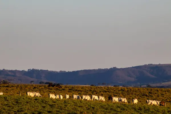 stock image Nellore zebu cows walk in a line, during the late afternoon, through the pasture of a beef cattle farm in Brazil