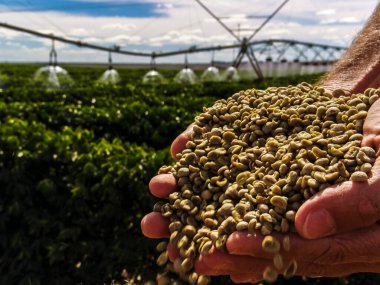 Hands with coffee grains with a irrigated coffee Field in the background clipart