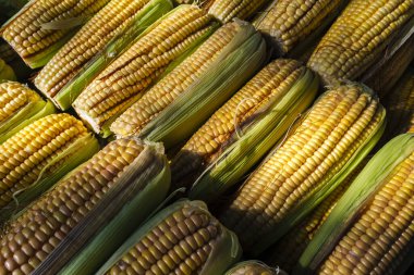 Brezilya 'da sokak pazarında yeşil yapraklar arasında mısır koçanı