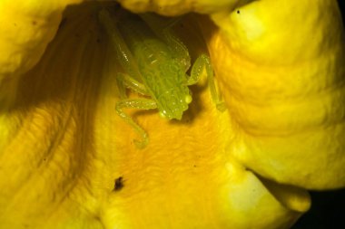 Güney meşe cırcırböceği (Meconema meridionale) alt familyası Meconematinae ve Tettigoniidae familyasından Brezilya 'da bir ormandaki sarı bir çiçek üzerinde yer alır.