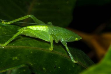 Güney meşe cırcırböceği (Meconema meridionale) alt familyası Meconematinae ve Tettigoniidae familyasından Brezilya 'da bir ormanda yaprak üzerinde yer alan bir çekirge (Tettigoniidae).