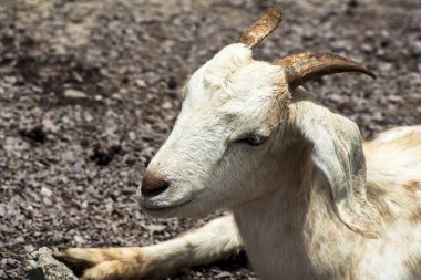 Yavru keçi Brezilya 'da hapsedildi. Çiftlikteki bir keçinin portresi