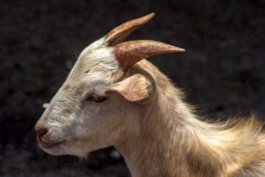 Yavru keçi Brezilya 'da hapsedildi. Çiftlikteki bir keçinin portresi