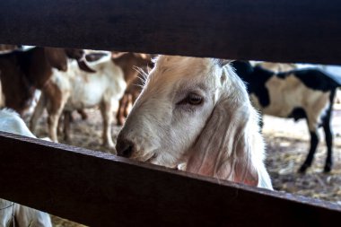 Yavru keçi Brezilya 'da hapsedildi. Çiftlikteki bir keçinin portresi