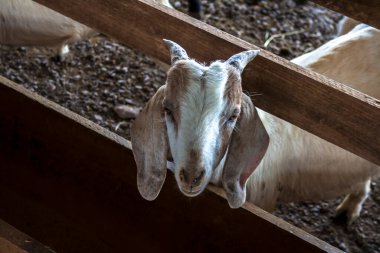 Yavru keçi Brezilya 'da hapsedildi. Çiftlikteki bir keçinin portresi