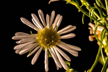 close-up white and yellow flowers of Symphyotrichum lanceolatum plant with blurred background in Brazil. clipart