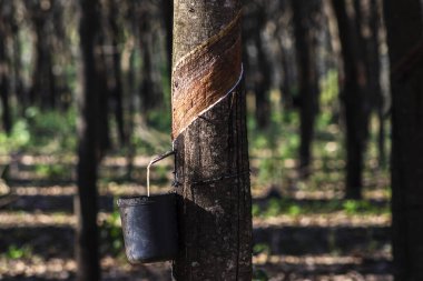 Lastik çıkarmak için lastik tarlası, lastik üretiminde ham madde, Sao Paulo Eyaleti, Brezilya