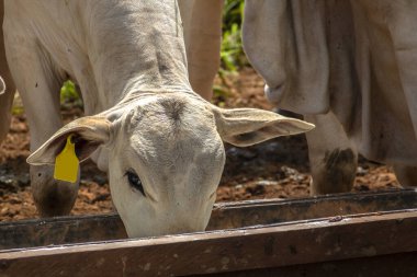 Nellore sığırları, Brezilya 'da bir sığır çiftliğinde, tropikal iklimde yoğun çim sisteminde kullanılan mineral tuzu takviyesiyle beslenirler.