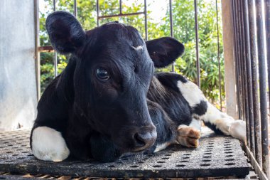 Holstein süt ineklerinden yeni doğmuş inek Brezilya 'da bir mandıranın kreşinde