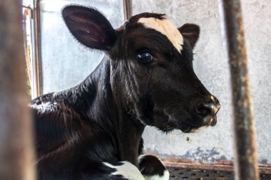 Holstein süt ineklerinden yeni doğmuş inek Brezilya 'da bir mandıranın kreşinde