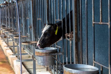 Holstein süt ineklerinden yeni doğmuş inek Brezilya 'da bir mandıranın kreşinde