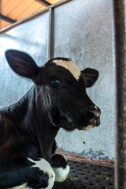 Holstein süt ineklerinden yeni doğmuş inek Brezilya 'da bir mandıranın kreşinde