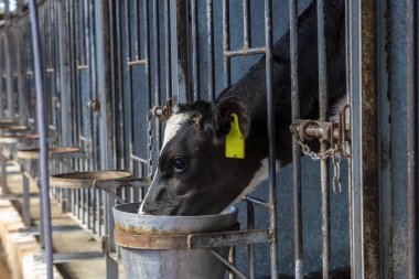 Holstein süt ineklerinden yeni doğmuş inek Brezilya 'da bir mandıranın kreşinde