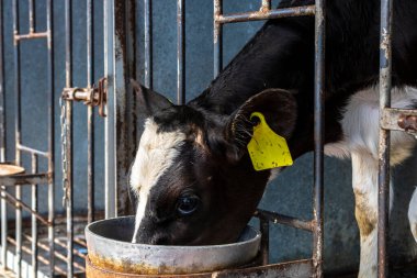 Holstein süt ineklerinden yeni doğmuş inek Brezilya 'da bir mandıranın kreşinde