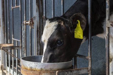 Holstein süt ineklerinden yeni doğmuş inek Brezilya 'da bir mandıranın kreşinde