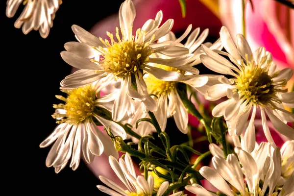 stock image close-up white and yellow flowers of Symphyotrichum lanceolatum plant with blurred background in Brazil.