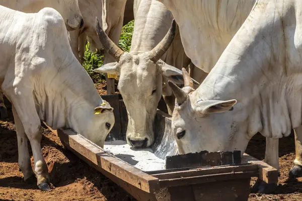 stock image Nellore cattle feed on animal supplementation of mineral salt used on intensive grass system in tropical climate, on a beef cattle farm in Brazil