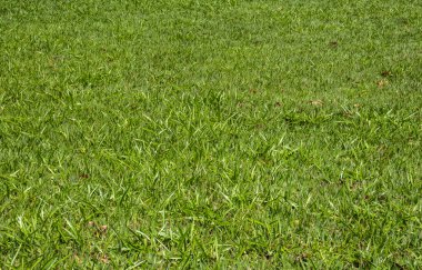 Brezilya 'da bir parkta gerçek yeşil çimen arka planı