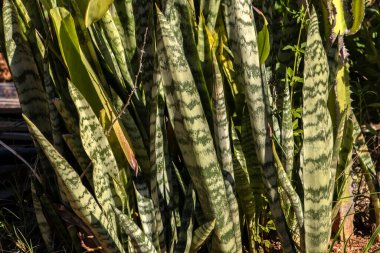 Güzel yeşil Dracaena Trifasciata, yaygın olarak yılan bitkisi olarak bilinir, Aziz George 'un kılıcı, Brezilya' da kayınvalidenin dili.