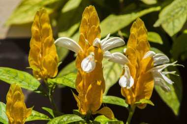 Sarı lolipop süs bitkisi veya Pachystachys lutea Brezilya 'daki bahçede