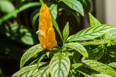 Sarı lolipop süs bitkisi veya Pachystachys lutea Brezilya 'daki bahçede