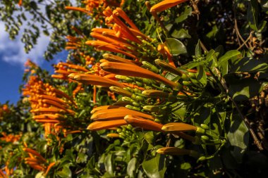 Pyrostegia venustası (ayrıca flamevin veya turuncu trompet asması veya Sao Joao Vine olarak da bilinir), Bignoniaceae familyasından Bignoniaceae familyasına ait bir bitki türü.