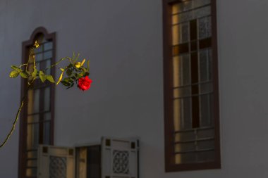 Brezilya 'da bir şehirde Katolik kilisesinin yanında kırmızı gül.