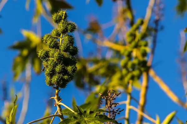 stock image Castor beans plant on field in Brazi Ricinus communis seeds