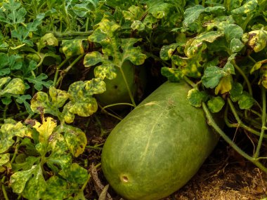 Karpuz (Citrullus lanatus var.citroides), Brezilya 'nın kuzeydoğusundaki kurak ve yarı kurak iklim bölgelerinde yaygın olarak kullanılır.