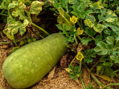 Karpuz (Citrullus lanatus var.citroides), Brezilya 'nın kuzeydoğusundaki kurak ve yarı kurak iklim bölgelerinde yaygın olarak kullanılır.