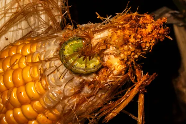 stock image Fall armyworm pests damage the ear corn on field in brazilian farm