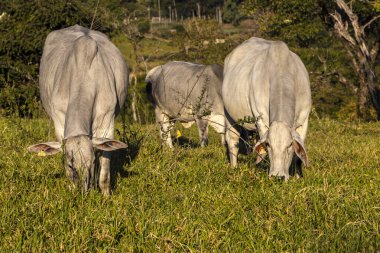Zebu Nellore ineği Brezilya 'da bir sığır çiftliğinin çayır bölgesinde.