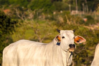 Zebu Nellore ineği Brezilya 'da bir sığır çiftliğinin çayır bölgesinde.