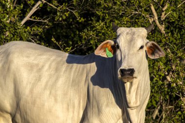 Zebu Nellore ineği Brezilya 'da bir sığır çiftliğinin çayır bölgesinde.