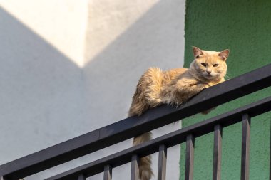 Evcil kedi (Felis catus) Brezilya 'da bir apartmanın balkonunun korkuluklarında güneşlenir ve dinlenir.