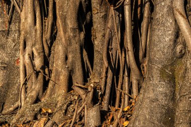 Brezilya 'daki güzel Ficus Elastica ağacı. Sıcak ve güneşli bir günde ağaçların renkli yaprakları. İncir banyan grubunda büyük bir ağaçtır. Güçlü ve düzensiz gövde. Geniş, parlak oval yaprakları var.