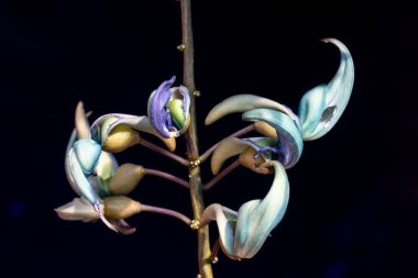 Güzel Yeşim Asma ya da Zümrüt Asma Çiçeği çiçek açıyor. Strongylodon makrobotrisi. Aynı zamanda yeşim taşı, zümrüt ya da turkuaz yeşimi olarak da bilinir. Brezilya 'da bir bahçede yetişir.