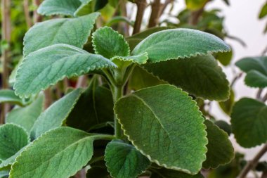 Selective focus of Boldo. Green plant named Boldo da Terra in Brazil. Plant used to make tea e products medicinais; clipart