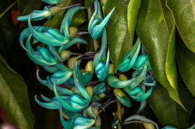 Beautiful Jade vine or Emerald vine flower blooming. Strongylodon macrobotrys. also known as jade vine, emerald or turquoise jade vine, grows in a garden in Brazil clipart