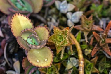 Brezilya 'daki bahçedeki bir kalkanchoe bitkisinin sulu yapraklarının seçici odak noktasıyla kapat