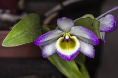 Brezilya 'da leylak çiçeği ve beyaz falaenopsis orkidesi