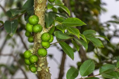 Yeşil jabuticaba meyveleri Brezilya 'da bir meyve bahçesindeki bir jabuticaba ağacının gövdesinde yetişir.